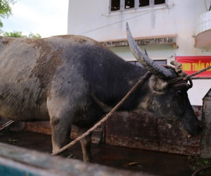 Thợ săn bắt thêm một con trong đàn trâu dữ