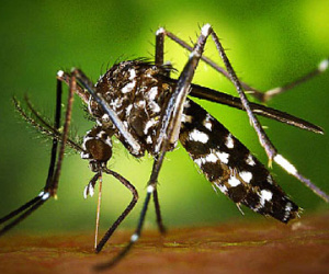 Tìm ra vắc xin chống virus Zika