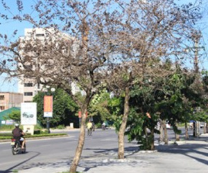 Công an điều tra vụ cây xanh bị chết bất thường