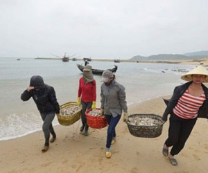 Triển khai bồi thường thiệt hại vụ Formosa đầu độc biển