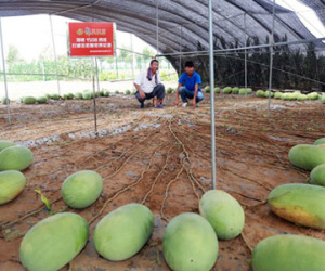 Cây dưa hấu mắn nhất thế giới cho ra 131 quả một vụ
