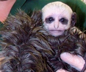 Gặp chú khỉ con giống y... Voldermort trong Harry Porter