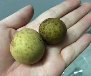Lưu huỳnh tẩy trắng hoa quả: Điều gì đáng sợ nhất?