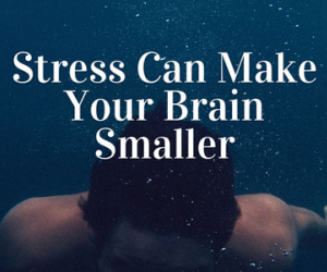 Stress có thể khiến não bạn nhỏ lại