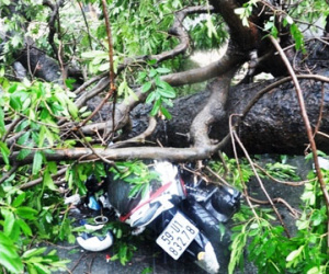 Cây xanh liên tiếp đè chết người, ai chịu trách nhiệm?