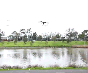 Diều hâu quăng rắn xuống bữa tiệc, cả nhà chạy tán loạn
