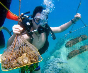 Lặn ngụp nuôi bắt trai lấy ngọc dưới biển