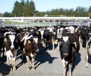 New Zealand: chủ trang trại ỉu xìu như bánh đa ngâm nước vì 500 con bò bị ăn trộm