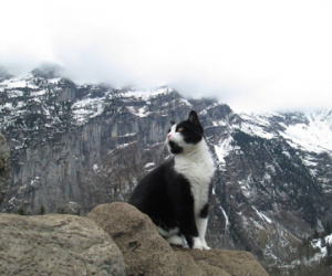Chú mèo bí ẩn cứu thoát một du khách bị lạc trên dãy Alps