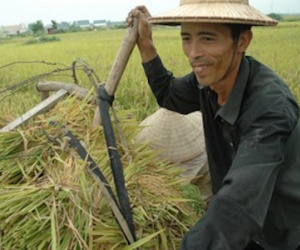 Xuất khẩu gạo hàng đầu thế giới, nông dân vẫn nghèo: Sẽ giảm trồng lúa