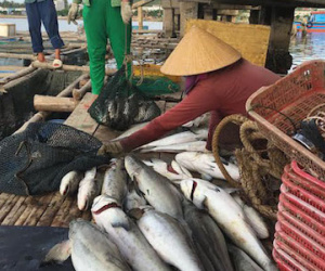 Quảng Ngãi: Hàng ngàn cá lồng chết chưa rõ vì sao, thiệt hại tiền tỷ