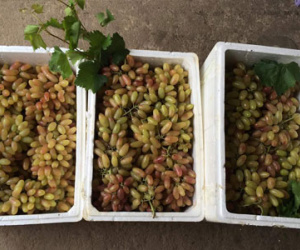 "Mỹ nhân chỉ": Nho Tàu cho người Tàu, dân Việt tranh mua ăn