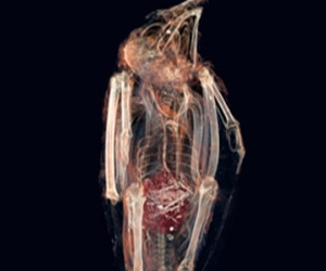 Bí mật bên trong xác ướp chim cắt cổ đại chết nghẹn vì ăn