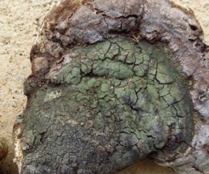 Đổ xô mua nấm u 1 triệu/kg: Thần dược chữa ung thư?