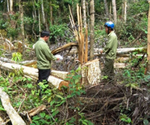 "Lâm tặc" táo tợn trang bị hung khí, ngang nhiên chặt phá rừng