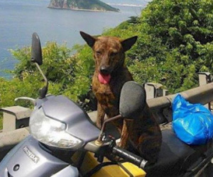 Thầy giáo nghèo lang thang khắp Sài Gòn để tìm lại con chó Phú Quốc bị mất