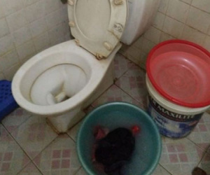 Người HN cả tháng tắm nhờ, xin từng xô nước vì nước sạch khan hiếm