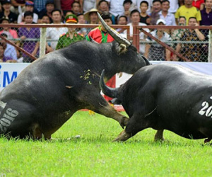 Chọi trâu Đồ Sơn: "Tại sao không bỏ tập tục giết trâu?"