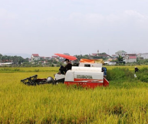 Phó chủ tịch thị trấn ra đường chặn máy gặt lúa xuống đồng