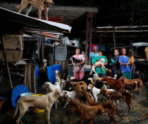 Chó phải ra đường vì khủng hoảng kinh tế ở Venezuela