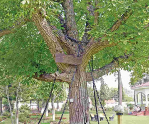Cây bị bắt giữ hơn 100 năm, nghe có vẻ lạ nhưng đúng là như vậy!