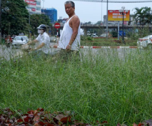 Dừng chi tiền tỷ, cỏ mọc um tùm khắp nẻo đường Thủ đô