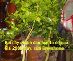 Mua cây online: Khách dám thắc mắc, chặn luôn facebook