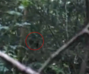 Phát hiện quái vật Bigfoot to lớn trong rừng gây sốc?