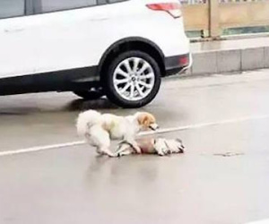 Chú chó không chịu rời xác bạn trên đường