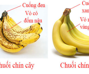 Phân biệt quả chín già tự nhiên và chín ép