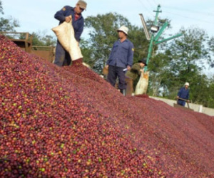 Không bán Vinacafe Biên Hoà, Tổng công ty cà phê Việt Nam có thể lỗ khủng