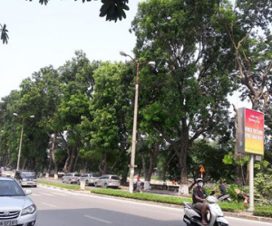 Hà Nội chặt, chuyển hơn 100 cây xanh phố Kim Mã