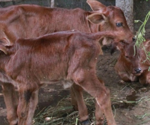 Bến Tre: Đổ xô xem con bò cái hạ sinh 3 con bê