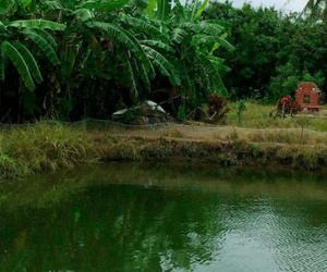 Một thanh niên chết bất thường ngoài vuông tôm