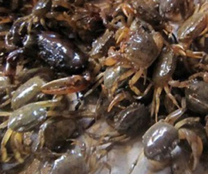 Khi nào cua đồng biến thành thuốc độc?