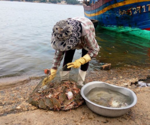 Dân hoang mang sau khuyến cáo "không sử dụng một số loại hải sản"