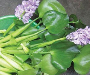 Hà thành ăn lạ: Bèo tây thành đặc sản