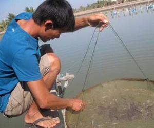 Nguyên liệu kháng sinh thú y vẫn tung hoành
