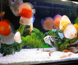 Những điềm báo nếu gặp phải bạn dễ bị nạn “từ trên trời rơi xuống” mà khó thoát