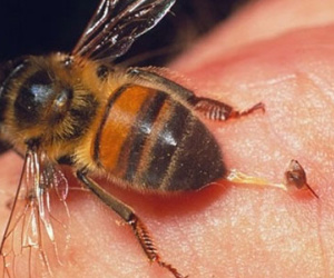 Bé gái 11 tuổi bị ong đốt tử vong