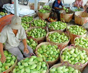 Trung Quốc nhập khẩu khoảng 70% rau quả của Việt Nam