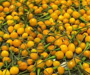 Giống ớt có giá cắt cổ lên tới 600 triệu đồng/1kg