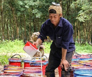 Nếu Hoàng Anh Gia Lai bán cao su tại Lào...