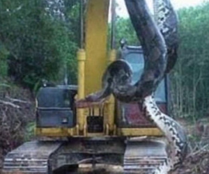 Phát hiện con trăn khổng lồ ở Brazil