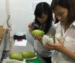 Rau quả ruộng đồng Việt xuất khẩu đã vượt dầu thô