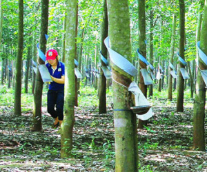 Cứu hay không cứu Hoàng Anh Gia Lai?