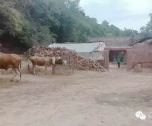 Quá nghèo đói, mẹ sát hại 4 con rồi tự vẫn