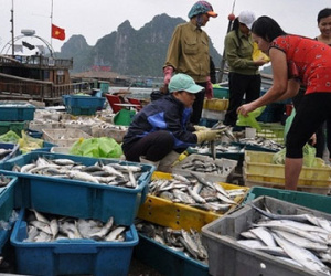 Ngư dân miền Trung được bồi thường ở mức cao nhất trên 50 triệu đồng