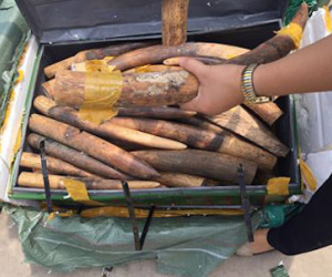 Bắt 300kg nghi là ngà voi tại sân bay Nội Bài