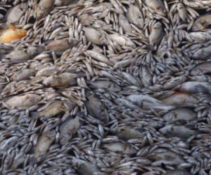 Cá chết trắng ở Hồ Tây: "Chưa lần nào bất thường như lần này"